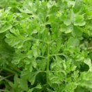 5000 seeds curled garden cress non-gmo heirloom | seller