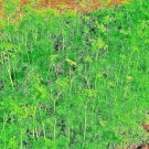 350 seeds dill spring insect repellent herb garden spice non-gmo heirloom