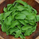 seeds 250 arugula - astro -- heirloom organic non gmo --- fresh
