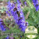 seeds 500 hyssop | non-gmo heirloom herb garden medicinal from