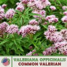 300 common valerian seeds, valeriana officinalis, medicinal herb, genuine