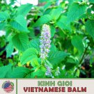 500 kinh gioi seeds, elsholtzia ciliata, vietnamese balm, non-gmo, genuine