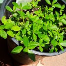 seeds 200sessile joyweed/ponnanganni/mukunuwenna/dwarf copperleaf/alternanthera