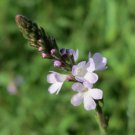 100 seeds true vervain - verbena officinalis medicinal herb and lovely flower