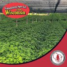 1 lb stratified american ginseng seed grow your own wild ginseng, ready to plant