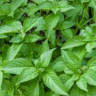 seeds lemon basil 600 annual herb garden culinary spices non-gmo