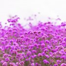 250 seeds common vervain verbena officinalis european herb pink purple flower