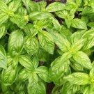 300 seeds genovese italian basil fresh for gardens