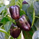 seeds 50 purple bell pepper non-gmo fresh for your garden