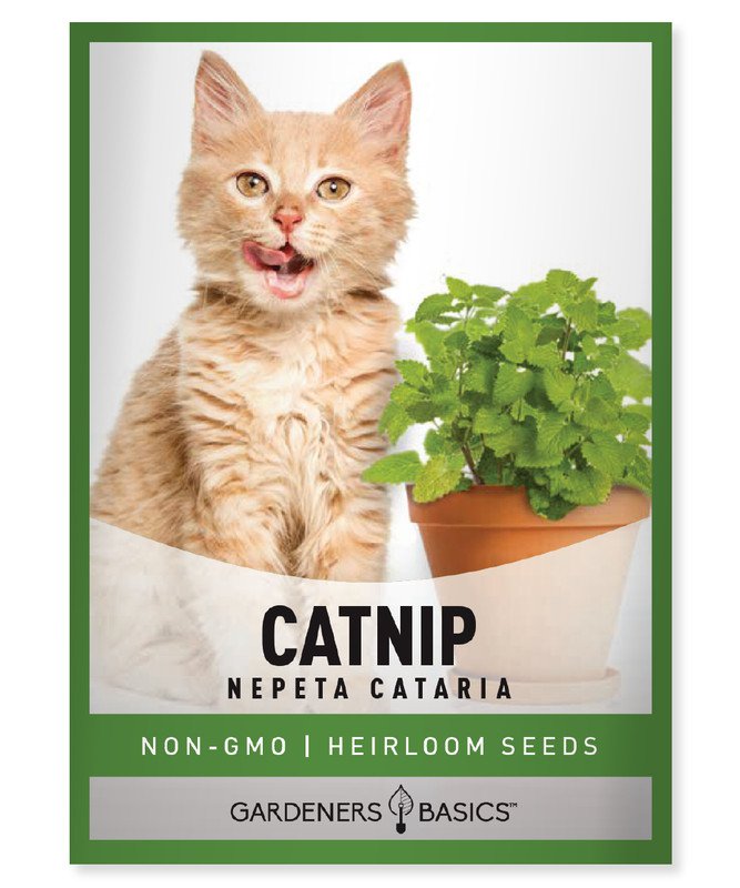 seeds catnip