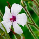 10 seeds white madeira geranium maderense cranesbill giant herb robert pink eye