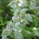 1000 seeds mountain mint * rare herb medicinal aroma
