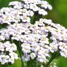 seeds white yarrow 2000 achillea millefollum perennial herb flower garden bees