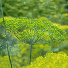 500 seeds dill long island mammoth herb, pickling, butterfly host plant non-gmo