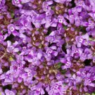 seeds 6 1,000 creeping thyme beautiful blooms dwarf inch variety. non-gmo