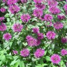 2000 seeds bee balm lemon mint monarda citriodora herb purple flower