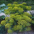 1000 seeds dill herb * bulk bouquet variety