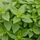 seeds dwarf greek basil 600 annual herb garden culinary spices