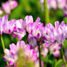 50 seeds milk vetch astragalus sinicus pink purple flower ground cover legume