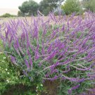 seeds salvia leucantha mexican bush sage