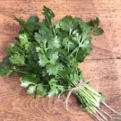 20 seeds santo cilantro -