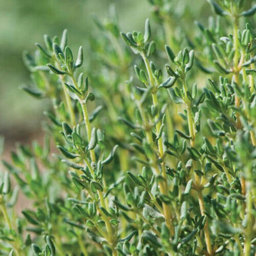 seeds thyme
