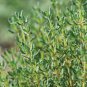 seeds thyme