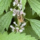seeds 50 common motherwort leonurus cardiaca attracts bees medicinal herb