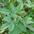 seeds smooth rattlebox (crotalaria pallida) 50 from puerto rico