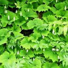 10 seeds achlys triphylla * vanilla leaf herb wildflower