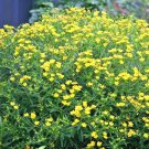 seeds 501great st. johns wort native wildflower shrub perennial herb medicinal