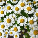 seeds 300 chamomile german herb (matricaria recutita) fresh aromatic medicinal