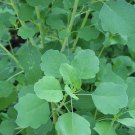 50 papalo seeds, porophyllum ruderale, mexican herb, cilantro taste, salsa taco