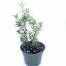 rosemary live plant 4" pot with soil - fresh fragrant flowers (ca seller)