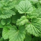 seeds lemon catnip | heirloom - non-gmo herb