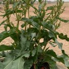 seeds 100 yellow dock seeds, curly (rumex crispus) organic medicinal herb