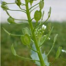 seeds 50 field pennycress (tthlaspi arvense) common