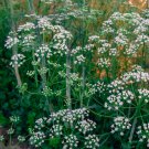 seeds 200 anise | heirloom - non-gmo seed store