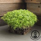 seeds rare bulk 25lbs chervil curled microgreens true leaf market fast