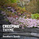 seeds creeping thyme - heirloom ornamental groundcover & culinary herb