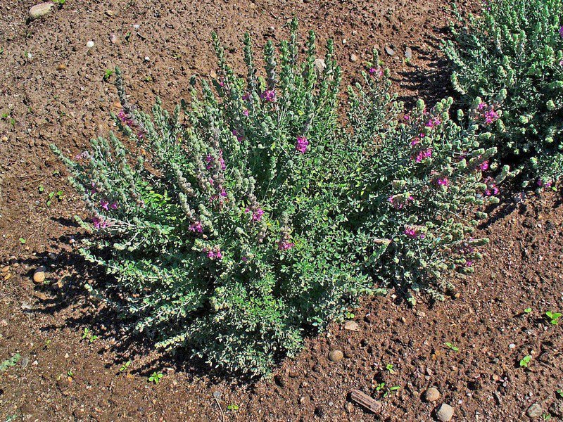 20 cat thyme teucrium marum kitty crack mediterranean germander flower herb seed