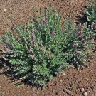 20 cat thyme teucrium marum kitty crack mediterranean germander flower herb seed