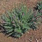 20 cat thyme teucrium marum kitty crack mediterranean germander flower herb seed