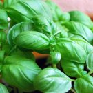 2000 seeds genovese basil ocimum basilicum herb non-gmo