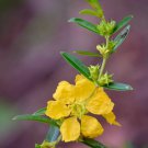 200 seeds aztec sun opener - heimia salicifolia