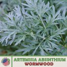 2000 wormwood seeds, artemisia absinthium, absinthe herb, bitters, medicinal