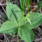 15 seeds herb paris wild true lover's knot quadrifolia -