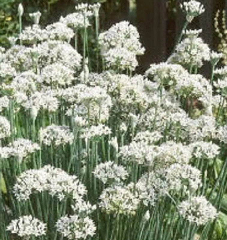 seeds garlic chives 