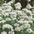 seeds garlic chives 