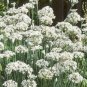 seeds garlic chives